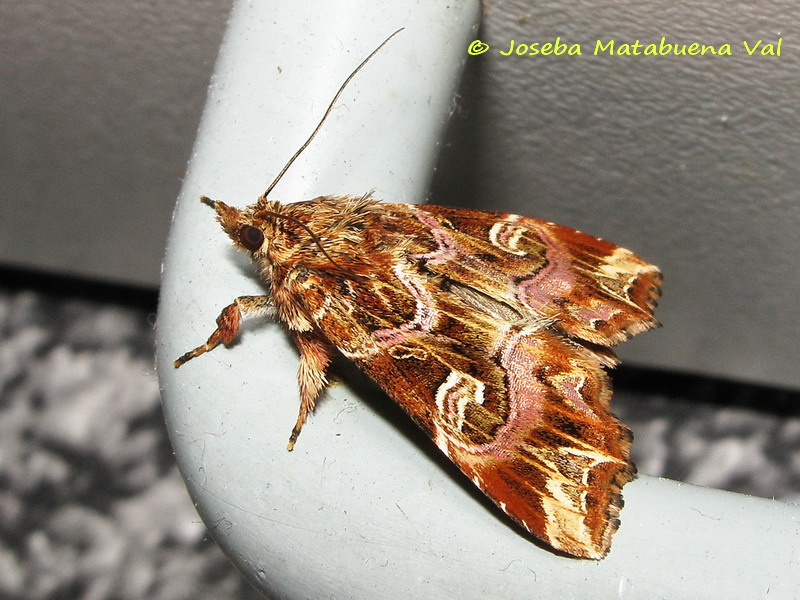 Callopistria juventina - Noctuidae